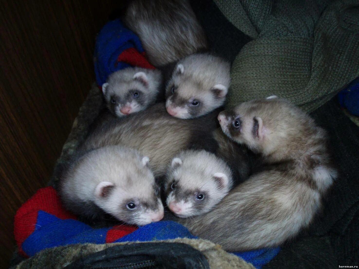 щенки фретки. хорьки на авито спб. хорек авито. хонорик гибрид. хорьки на авито спб.