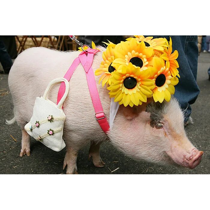 Свиньи захрюкали. Свинья нарядная. Свинья с цветами. Наряженная свинья. Гламурный поросенок.