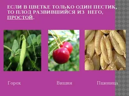 Плод развивающийся из цветка с несколькими пестиками
