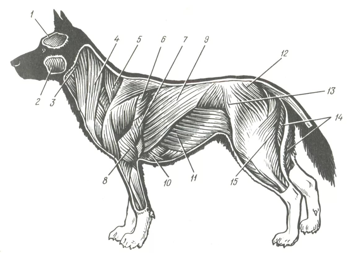 Мускулатура млекопитающих. Анатомия собаки мышечная система. Мышцы туловища собаки анатомия. Мускулатура система анатомия собаки. Краниальная дорсальная зубчатая мышца собаки.