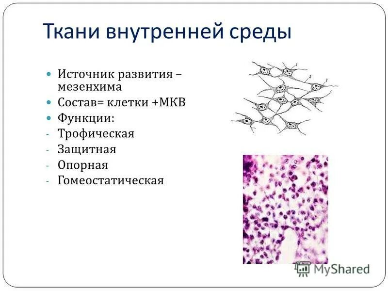 принципы классификации тканей внутренней среды организма. принципы классификации тканей внутренней среды организма. морфологическая классификация тканей внутренней среды. состав тканей внутренней среды. опорно-трофические ткани: классификация и строение.