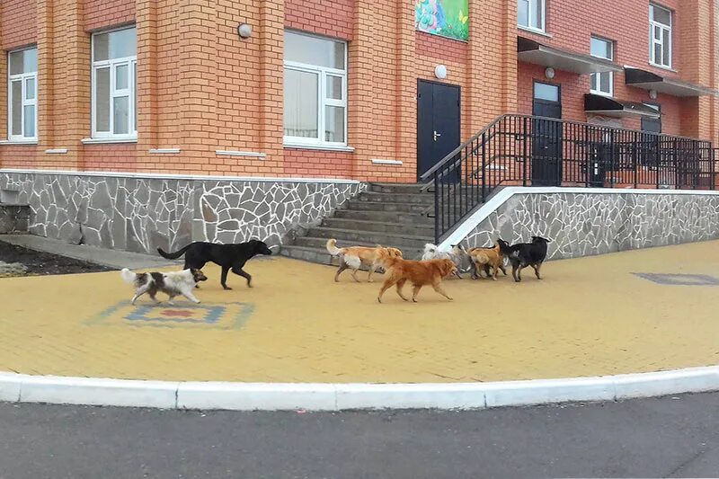 липецк выставка собак. липецкая собака. стая бездомных собак. липецк бродячие собаки. липецк бродячие собаки.