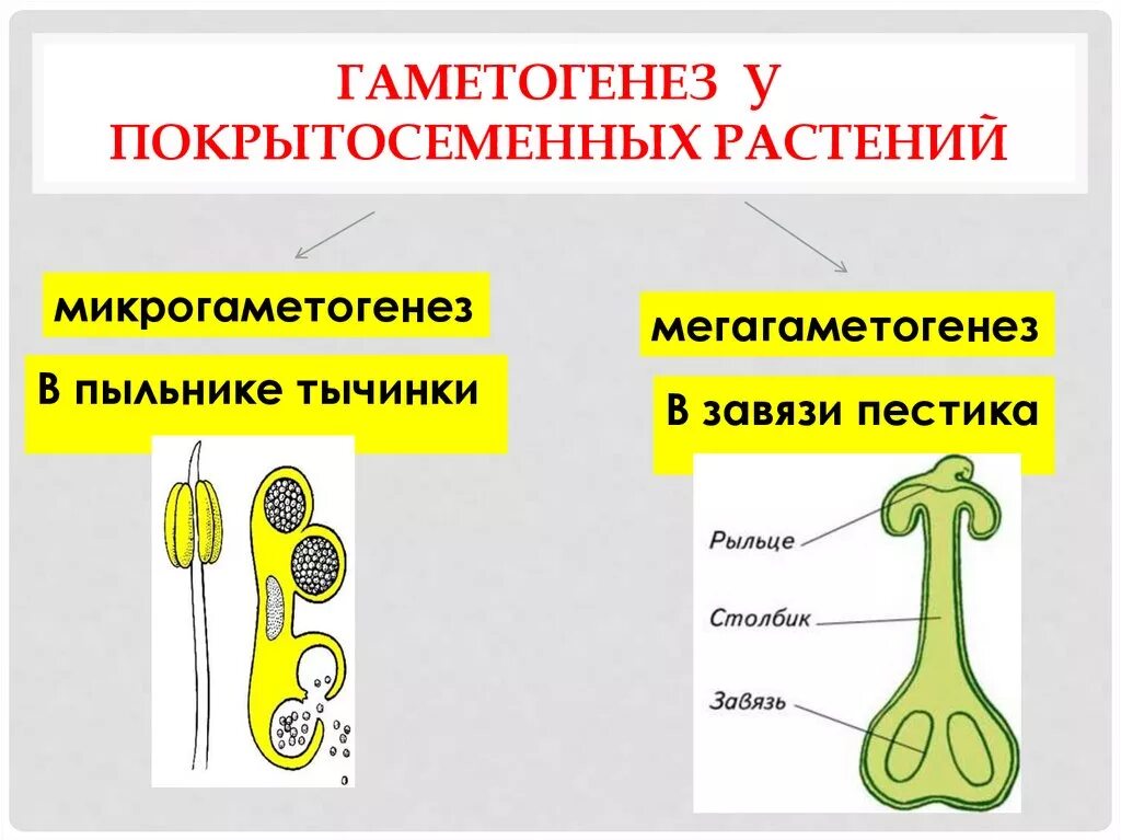 Гаметогенез у цветковых растений. Мегаспорогенез и микроспорогенез цветковых растений. Микроспорогенез у цветковых растений кратко. Микроспорогенез мегаспорогенез гаметогенез.