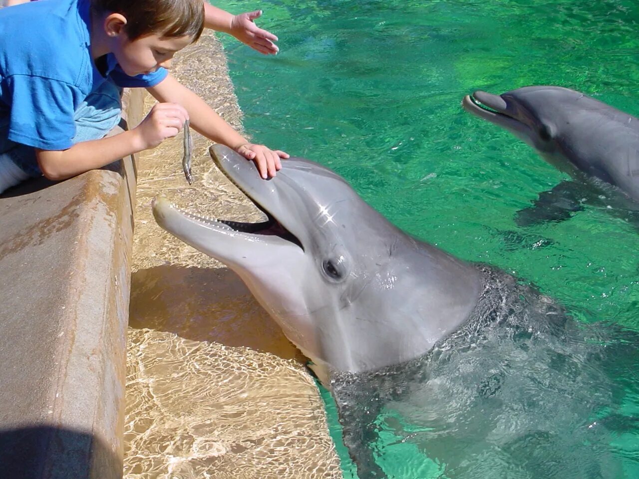 Есть ли дельфин людей. Дельфин-Афалина. Дельфины афалины. Черноморская Афалина. Дельфин Афалина и рыбы.