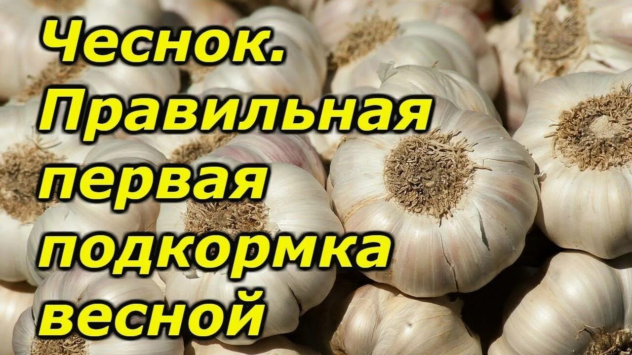 Чем подкормить чеснок ранней весной. Весенняя подкормка чеснока озимого. Весенняя подкормка чеснока. Подкормить чеснок весной. Подкормка чеснока весной.