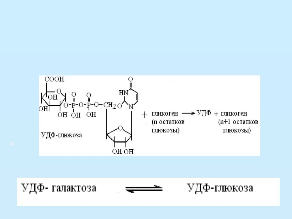 Глюкоза гликоген реакция. УДФ Глюкоза Синтез гликогена. Реакция образования УДФ Глюкозы. УДФ Глюкоза в гликоген. УДФ Глюкоза функции.