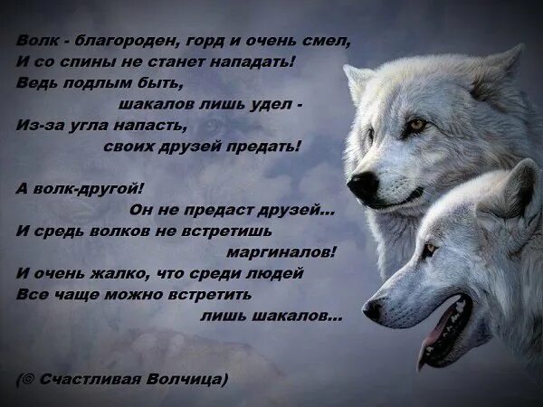 Стих про волка. Высказывания о волках. Цитаты волка про любовь. Красивые слова про волка.