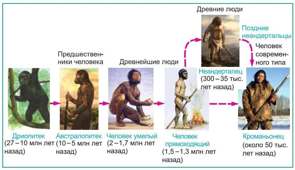 Таблица развитие человека 8 класс биология. Ранние этапы эволюции человека таблица. Эволюция древнего человека таблица. Основные этапы эволюции человека. Основное этапы эволюции человека.