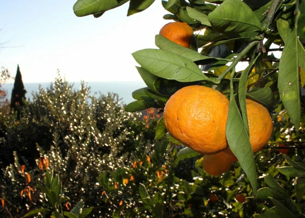 китайский мандарин цитрус. мандарин цитрусовые дерево. где мандарина. мандарин медовка. мандарины узбекистан.