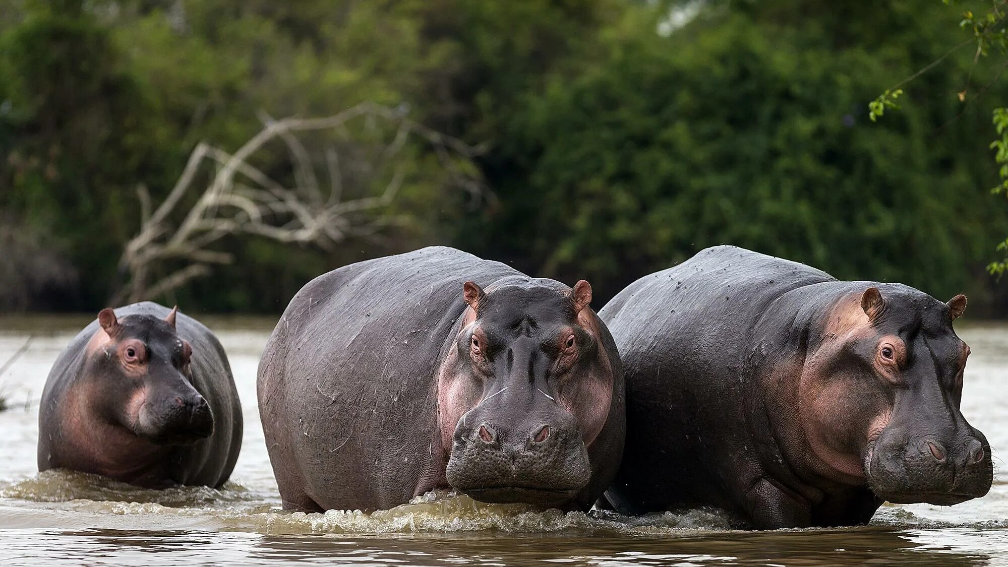 Родственник бегемота. Бегемот. Hippos. Бегемот и кит родственники.