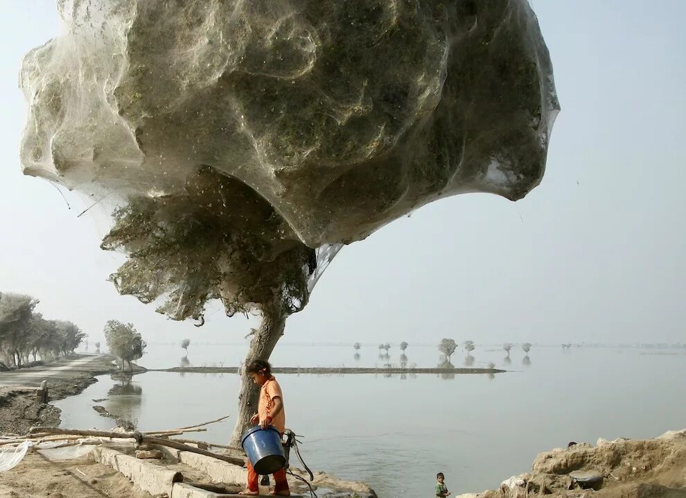 Вокруг кипит жизнь. Деревья Коконы в Пакистане. Нашествие пауков на деревья в Пакистане. Нашествие пауков в Австралии 2020. Пакистан пауки на деревьях.