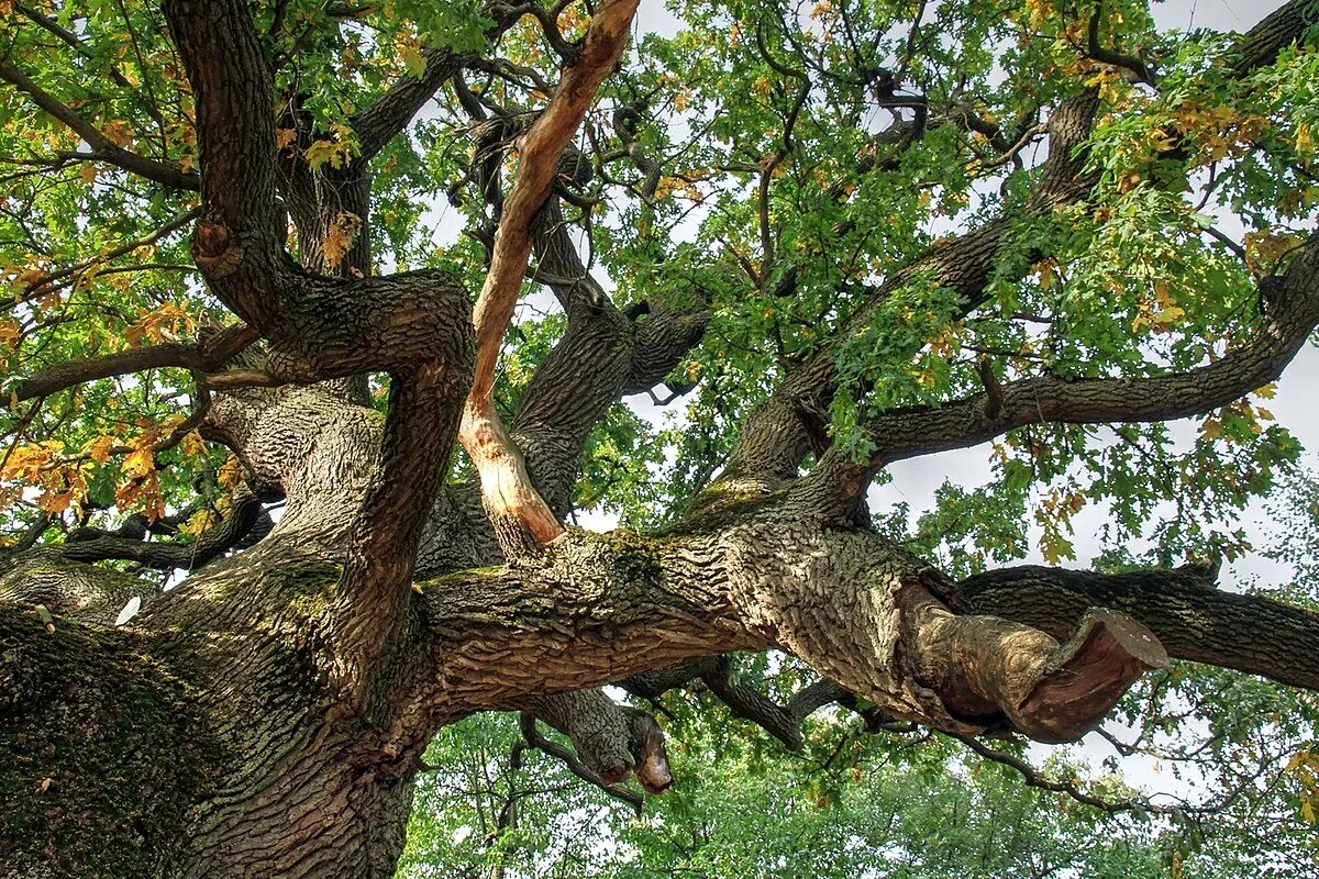 Беловежская пуща дуб черешчатый. Додонский дуб. Панский дуб белгородская область. Дуб комптон хилл. Дуб стефана великого.