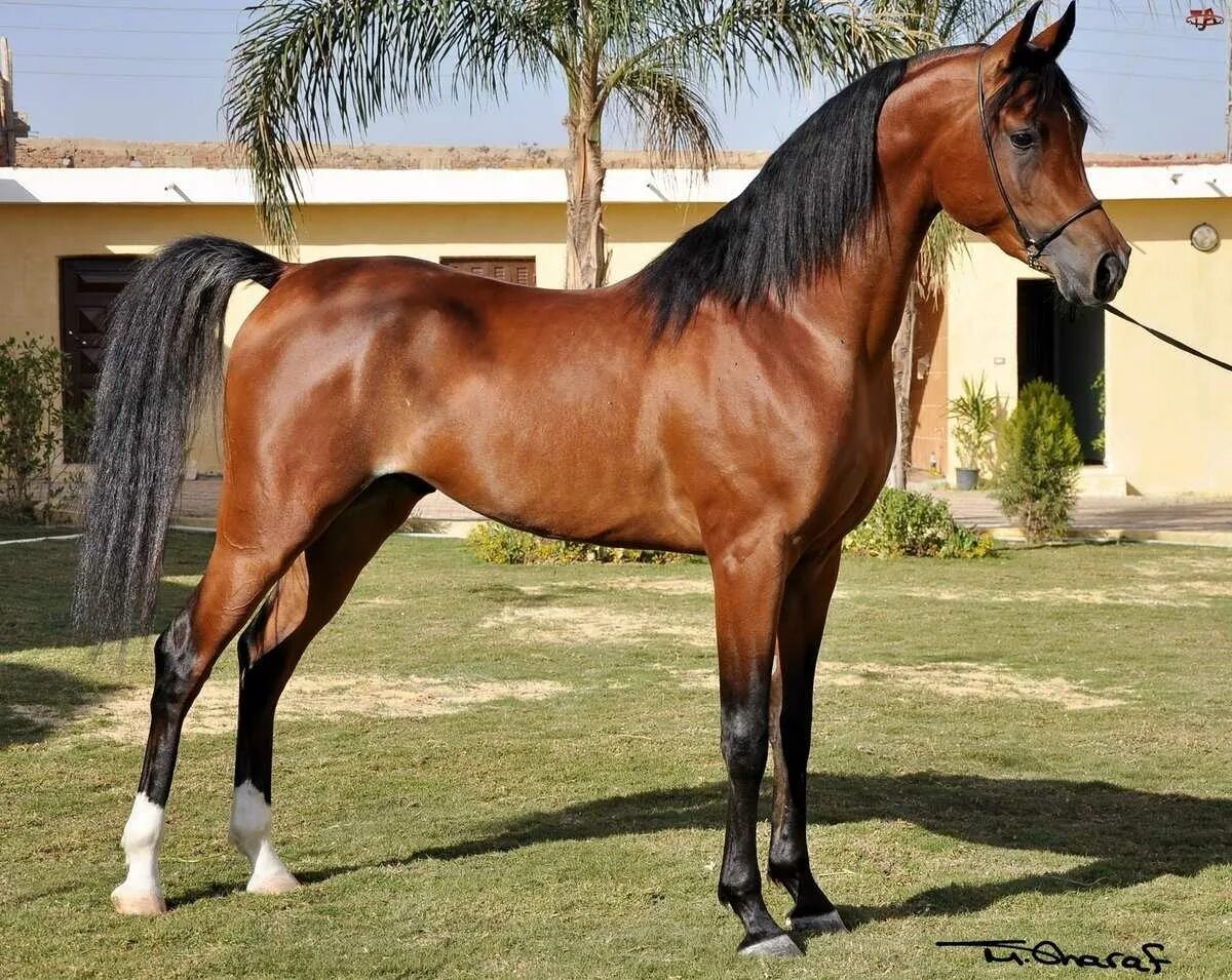 Купить чистокровную лошадь. Шариф Дансер лошадь. Арабская порода лошадей кохейлан. Арабская лошадь кохейлан-сиглави. Арабская лошадь (арабская чистокровная лошадь).