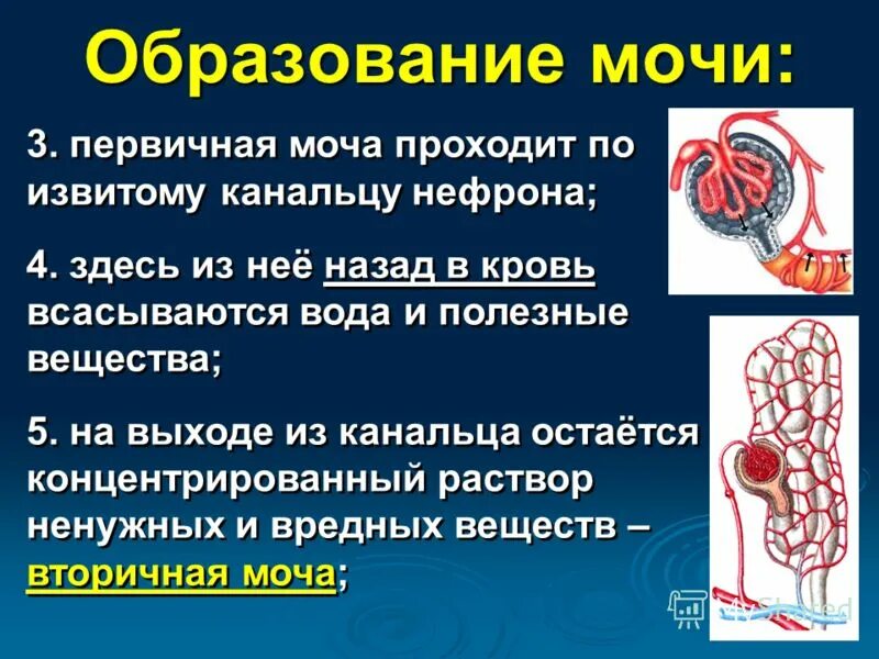 Прохождение мочи по нефрону последовательность. Образование мочи. Процесс образования первичной мочи. Образование первичной мочи происходит в. Первичная и вторичная моча формирование.