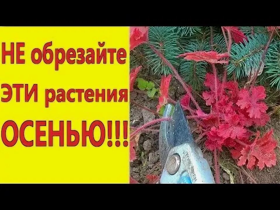 Какие многолетники обрезают осенью на зиму. Какие растения нельзя обрезать осенью. какие многолетники не нужно обрезать на зиму.