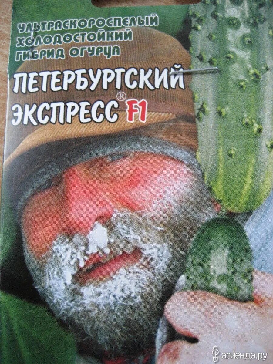 Огурцы Raviga 273 - купить по выгодным ценам в интернет-магазине OZON (823947128