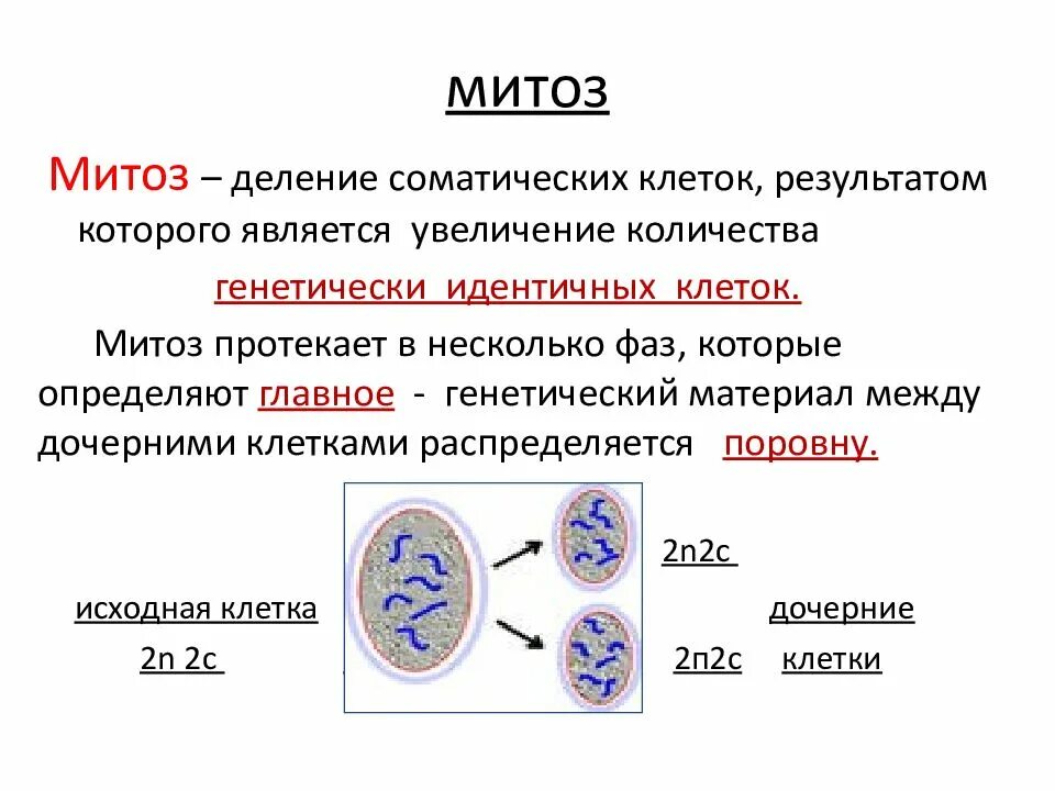 Деление клетки митоз. Митоз процесс биология 9 класс. Строение клетки фазы митоза. Деление соматических клеток таблица. Процесс деления клетки митозом.