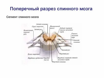 Назовите особенности строения спинного мозга