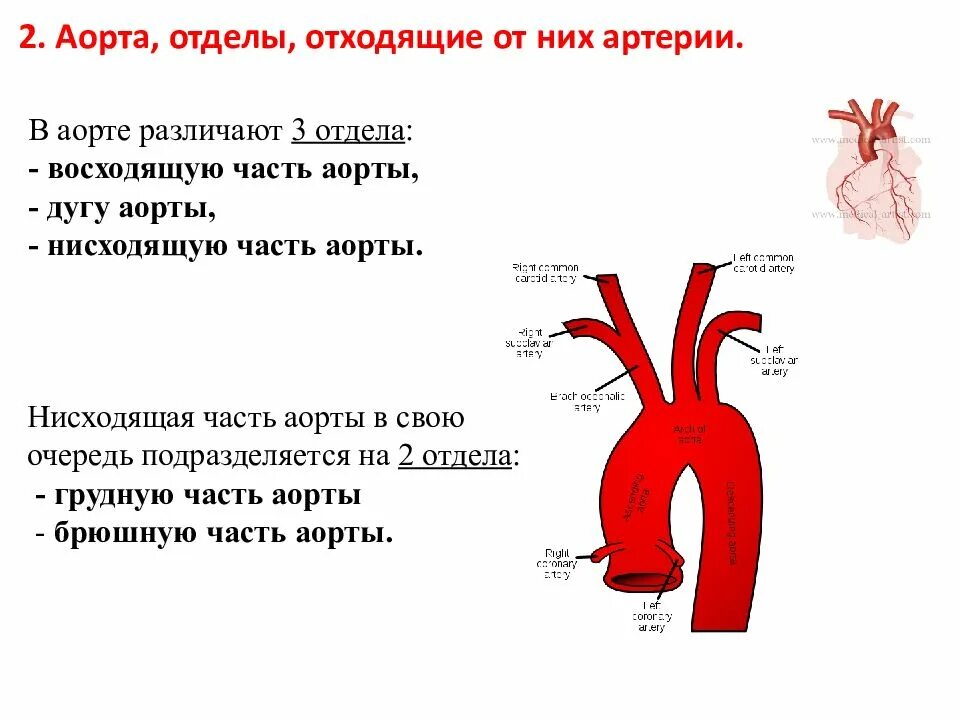 Какие сосуды отходят от. Отделы аорты сосуды дуги аорты. сосуды дуги аорты анатомия. дуга аорты анатомия схема. восходящая аорта дуга аорты.