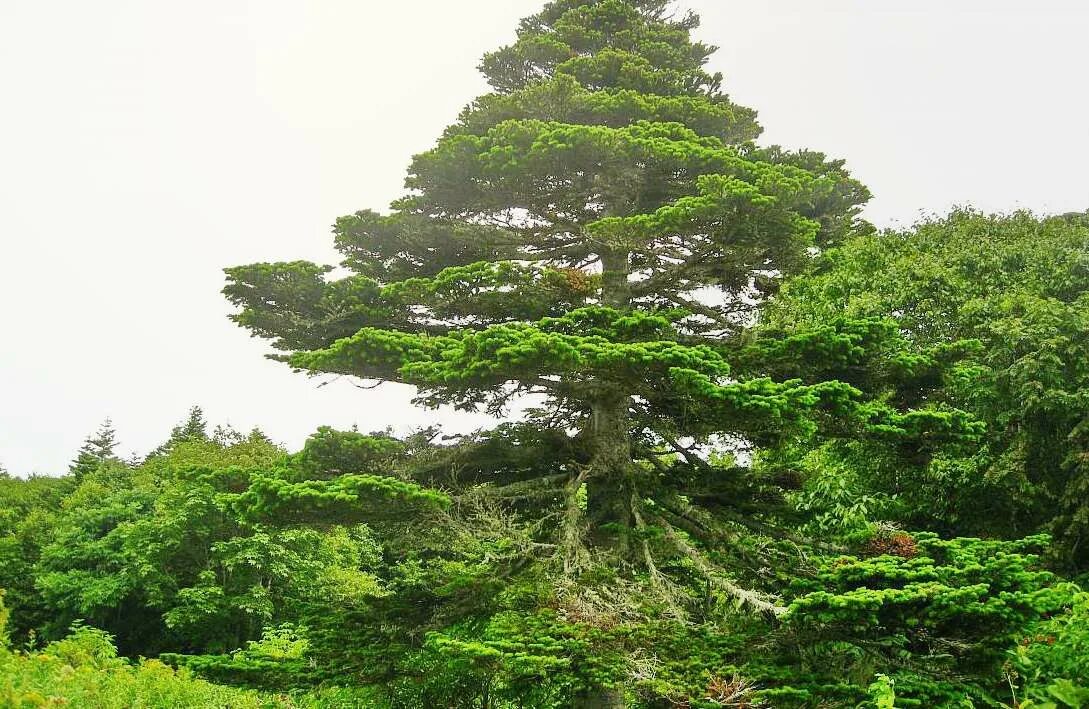 Долгожитель из хвойных 4. Ель Глена (Picea glehnii). Ель Аянская Сахалин. Пихта Сахалинская Abies sachalinensis. Ель Глена Сахалинская.