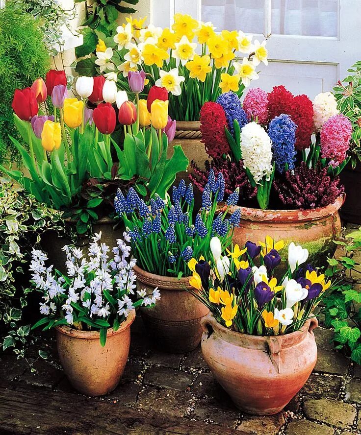 Выгонка мелколуковичных растений Крокус. Крокусы и гиацинты. Тюльпаны крокусы гиацинты. Цветы луковичные для сада крокусы.