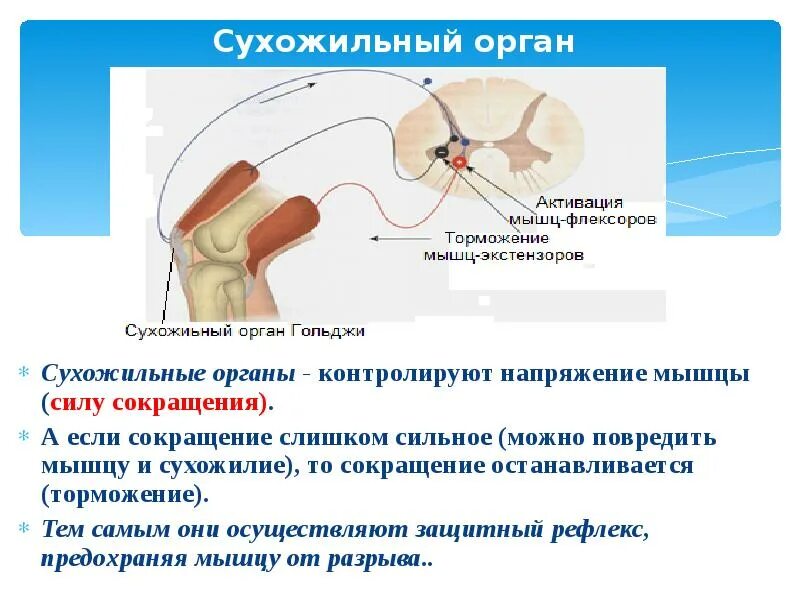 Угасание рефлексов. Сухожильные рефлексы. Сухожильные рефлексы спинного мозга. Рефлексы спинного мозга сухожильные рефлексы. Исследование сухожильных рефлексов.