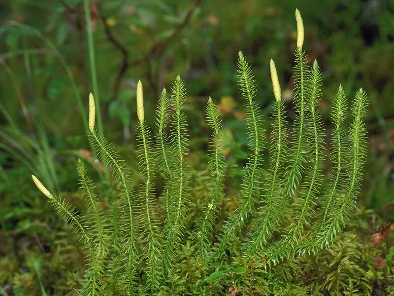 Плаун (Lycopodium). Плаун булавовидный. Болотный плаун. Мох плаун булавовидный.