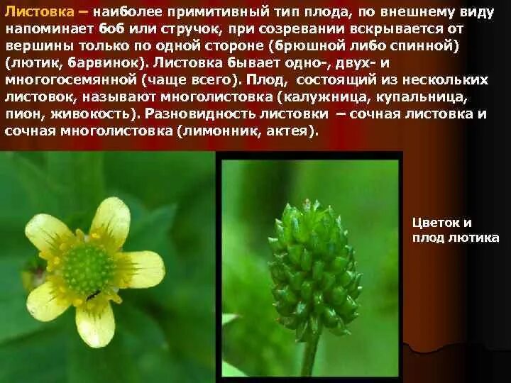 Листовка плод. Многолистовка плод. Многолистовка плод примеры. Плод листовка примеры. Листовка плод.