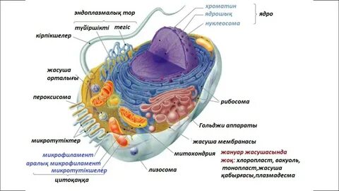 Зәр шығару жолының жанында жыныстық қатынас