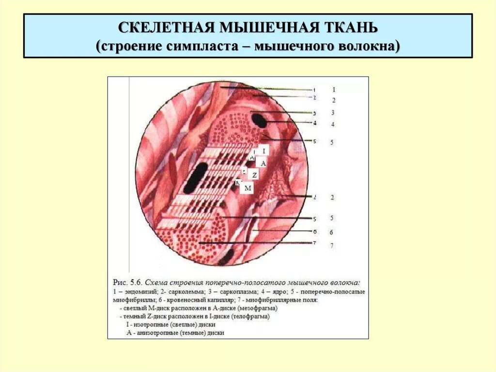 Поперечнополосатая скелетная мышечная ткань особенности строения. Поперечно полосатая мышечная ткань структура. Строение поперечно полосатой мышечной ткани. Строение поперечно полосатой скелетной мышечной ткани. Поперечнополосатая Скелетная мышечная ткань строение и функции.