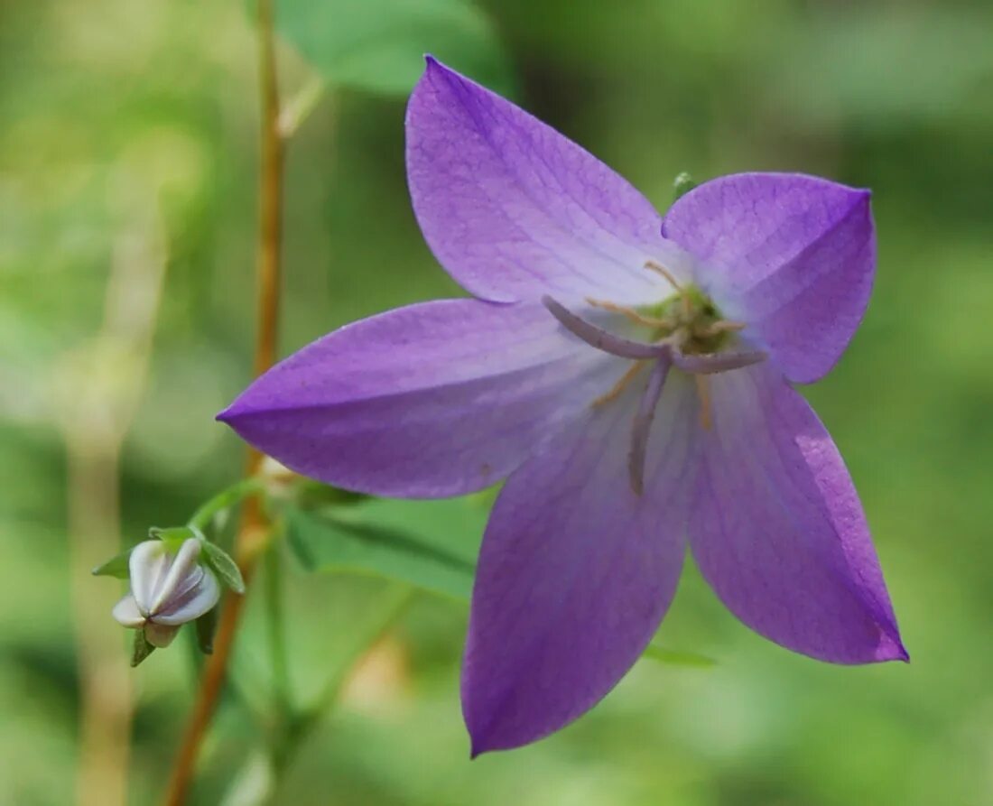 Campanula altaica. Колокольчик Алтайский растение. Campanula altaica Ledeb.. Колокольчик алтайский