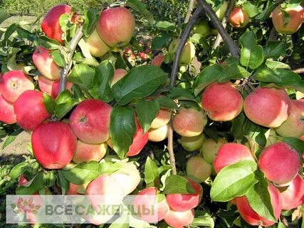 Яблоня сроки созревания
