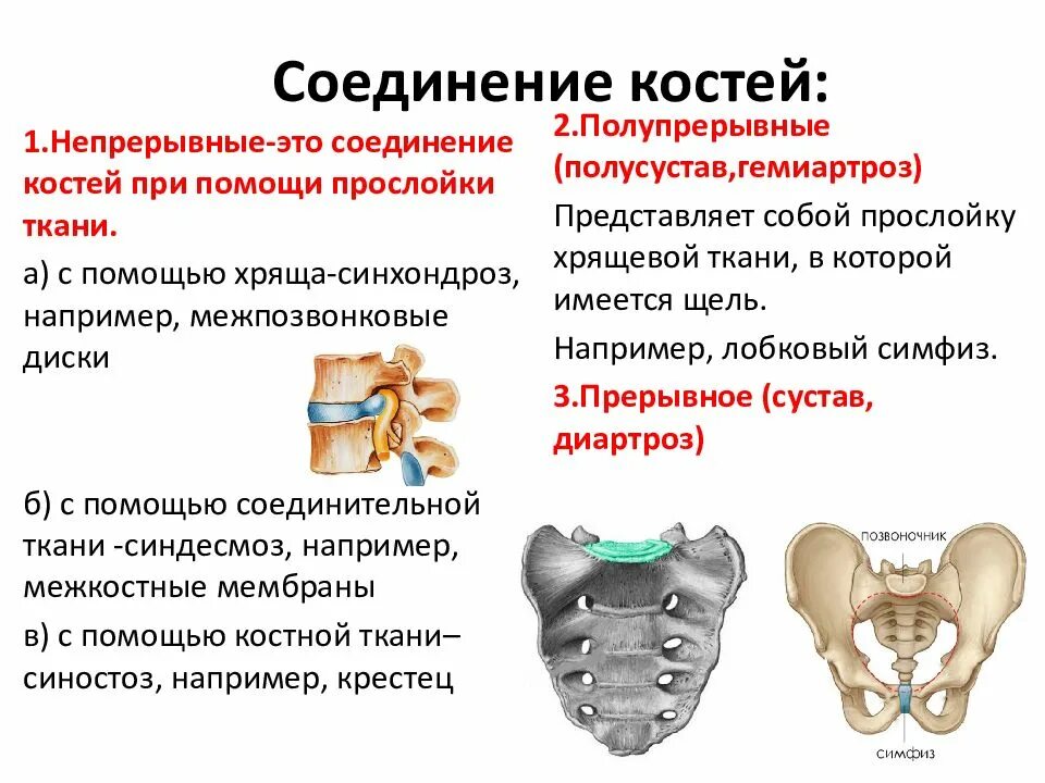 Посттравматический синостоз. Непрерывное костное соединение синостоз. Крестец анатомия медунивер. Синостоз. Синостоз это соединение.