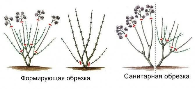 Как подрезать гортензию на зиму. Как подрезать гортензию на зиму