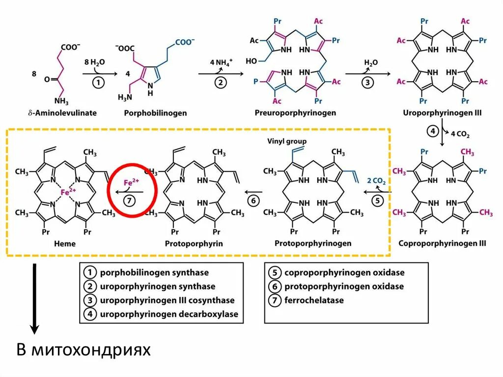 Протопорфирин. Метаболизм гема. Анаболизм гема. Метаболизм гема биохимия. Синтез гема биохимия.