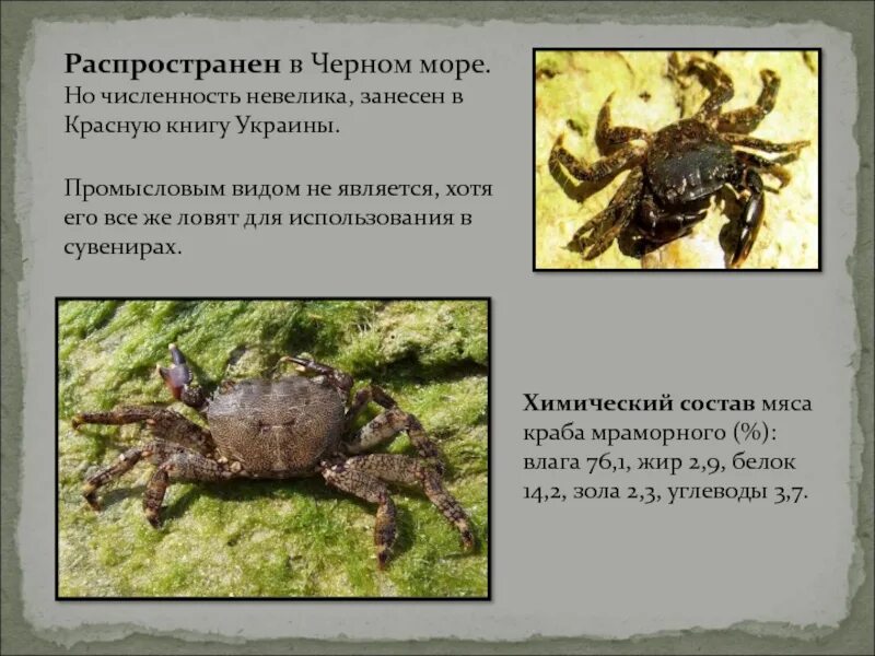 Рак занесен в красную. Крабы в красной книге. краб на черном море занесенный в красную книгу. крабы черного моря красная книга.
