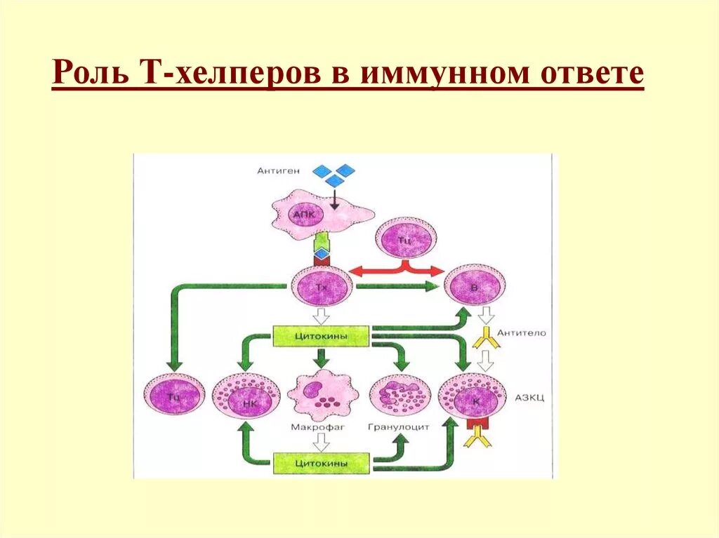 Обеспечение иммунного ответа. Функции т хелперов иммунология. Роль т хелперов 1 типа. T лимфоциты хелперы. Т хелперы 1 функции.