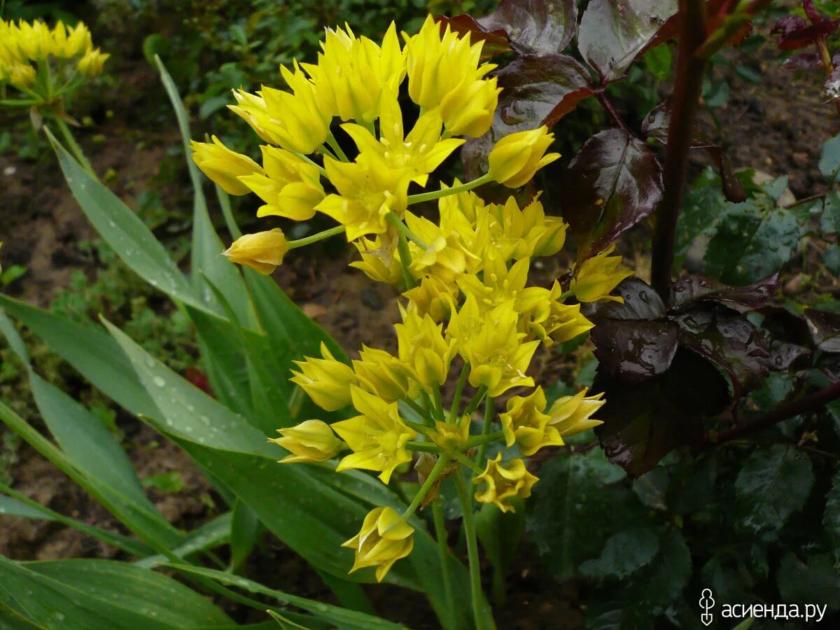 Лук молли фото. Лук золотой Молли. Лук Молли желтый. Allium Moly - лук моли. Декоративный лук Молли.