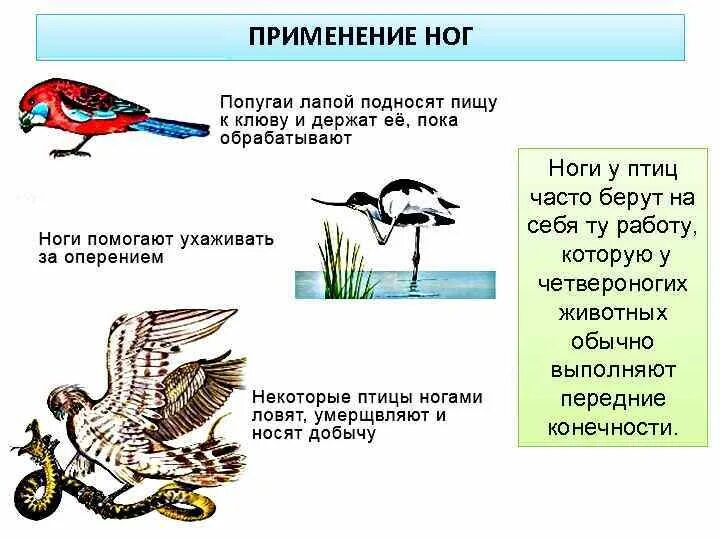 У птиц 2 ноги. Ноги птиц. У птиц ноги или лапы. Как называются конечности у птиц. Как называются ноги у птиц.