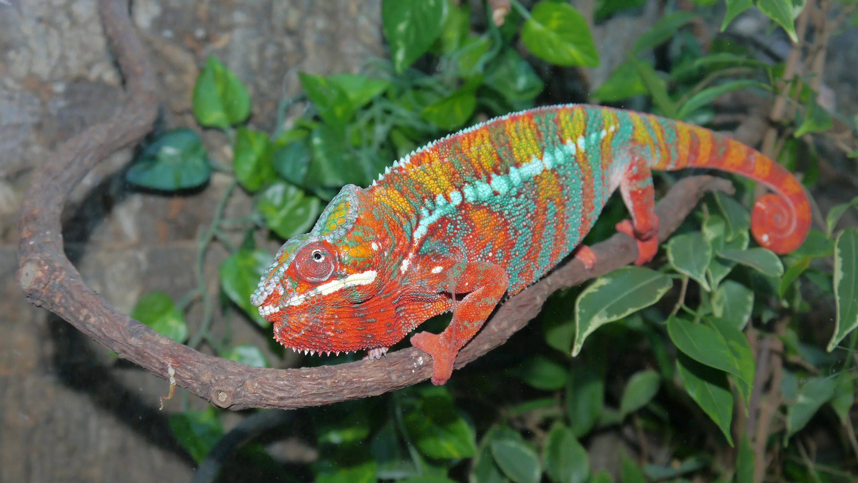 Легкие хамелеона. Пантеровый» хамелеон, игуана. Хамелеон пардалис. Panther Chameleon Ambilobe. Пантеровый хамелеон красный.