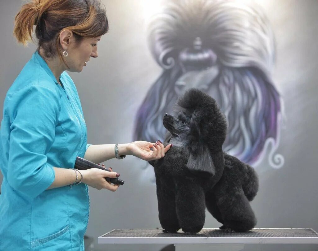 как можно красиво постричь собаку йошкар. студия груминга спб. зоосалон спб. грумер санкт петербург.