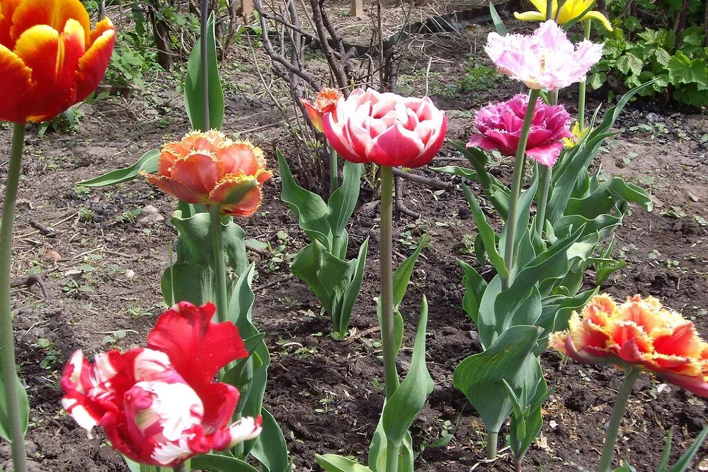 Тюльпаны какая почва. Тюльпаны многоярусные. Многолетние тюльпаны сорта без выкопки. Тюльпаны обязательно выкапывать каждый год. Тюльпаны которые не надо выкапывать каждый год сорта.