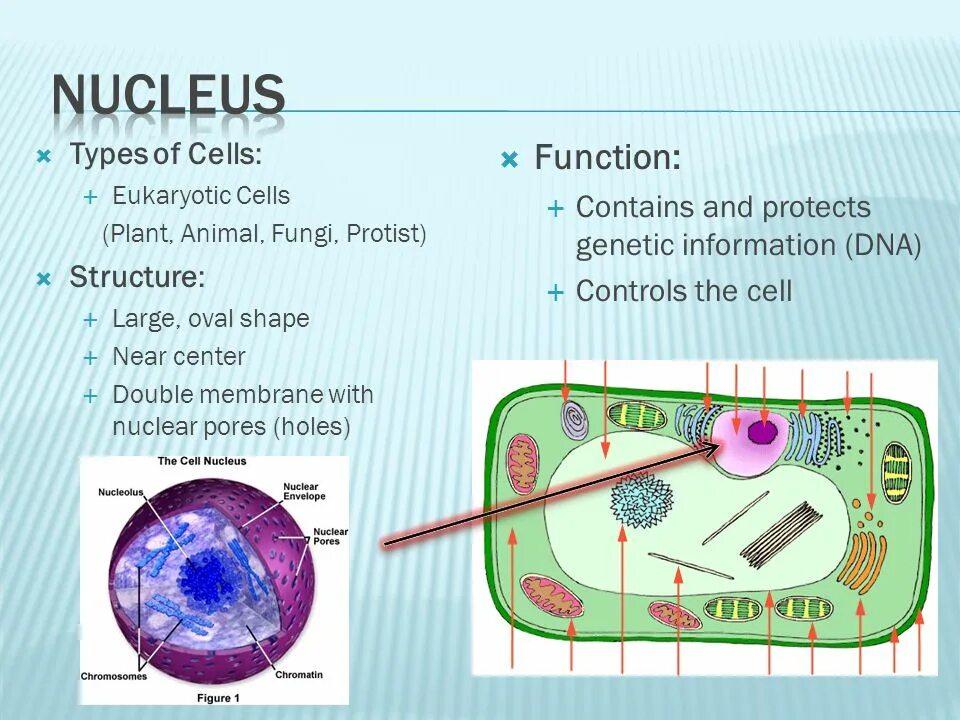 Cell contains. Nucleus function. Nucleolus structure and function. Cell functions. Nucleus structure.