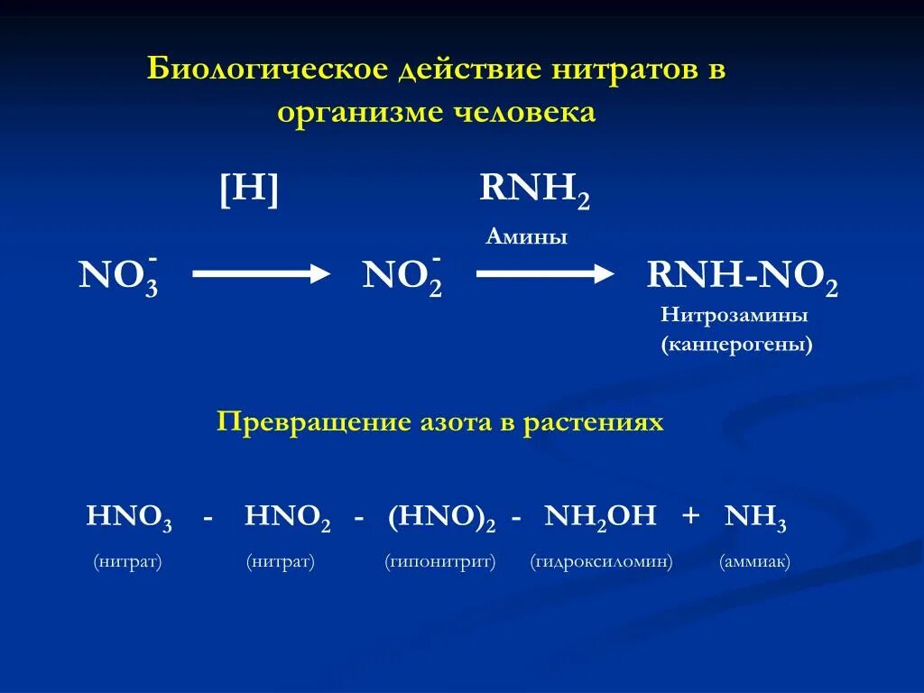 Аммиака нитритов нитратов. Нитраты нитриты нитрозамины. Превращение нитратов в нитриты. Превращение нитратов нитрозамины в организме. Нитрозамины канцерогены.