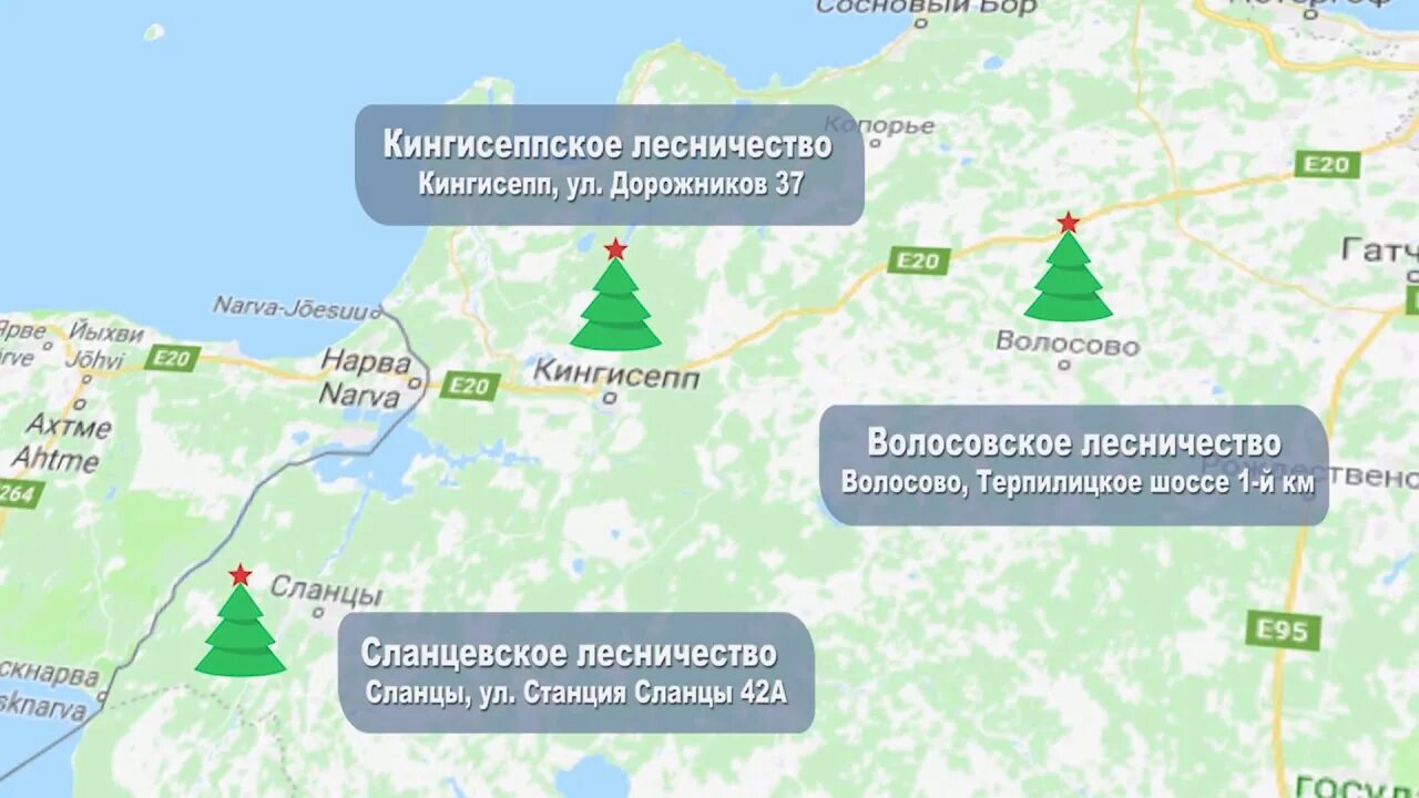Где находится ели. ЛЕНОБЛАСТЬ лесничество елки. Ель в Ленинградской области на карте. Где срубить елку в Гатчинском районе. Лесничества Ленинградской области срубить елку.