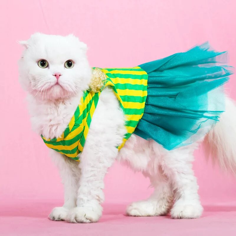 Кошечка с одеждой. Одежда для кошек. Красивая одежда для кошек. Летняя одежда для кошек. Котики с одеждой.