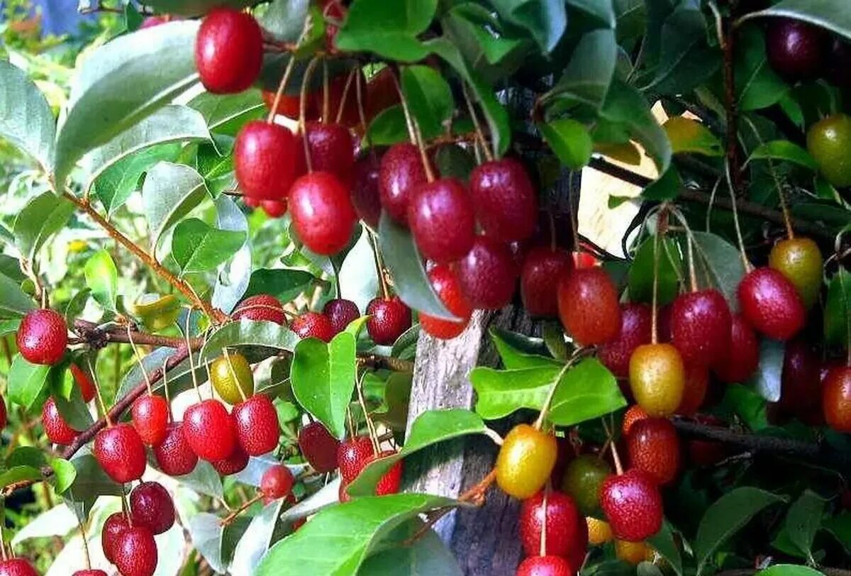 Лох сорта. Гуми &quot;монерон&quot; (лох многоцветковый). лох многоцветковый монерон гумми. гуми (лох многоцветковый)мультифлора. саженцы гуми монерон (лох многоцветковый).