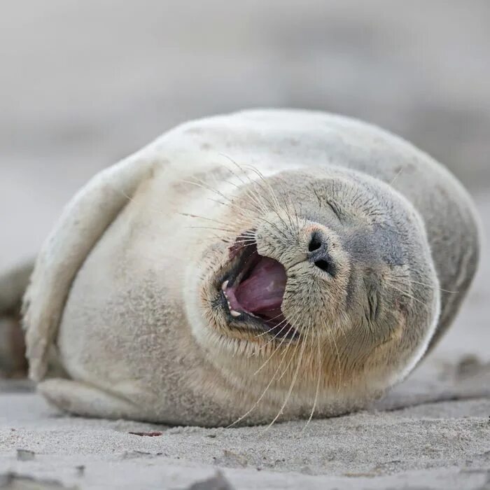 The little seal is laughing at us. Тюлень фото. Толстый тюлень. Старый тюлень. Фото тюленя смешные.