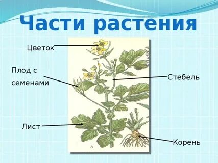 Строение растений презентация