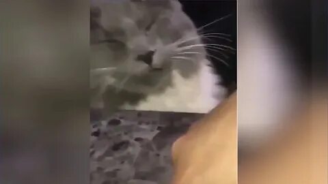 Даже кошку